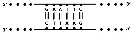 Palindromes