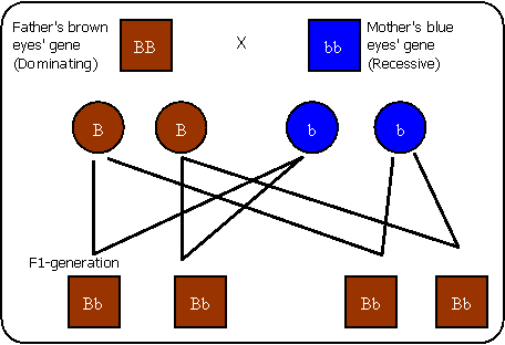 Difference between Dominance and Recessive