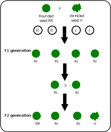 Law of Dominance using a monohybrid cross