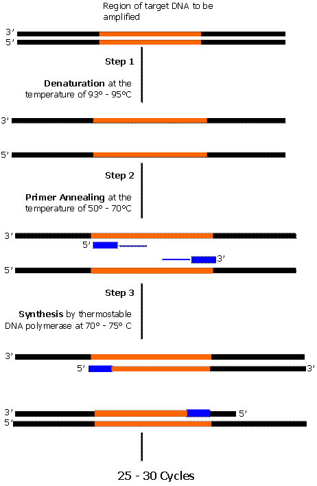 PCR - Polymerase Chain Reaction process
