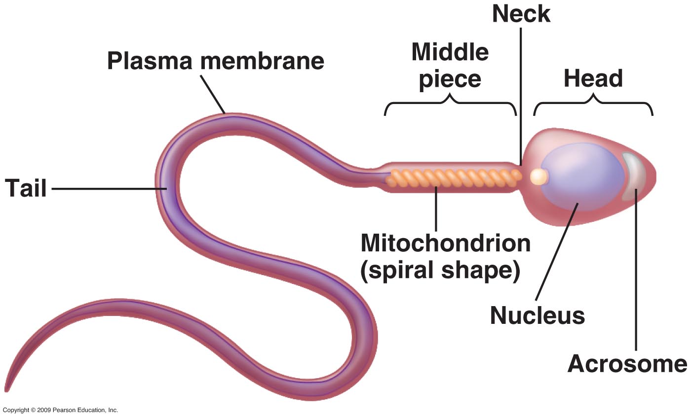 Image result for sperm labelled diagram