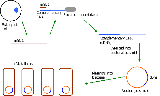 genomic vs cdna library