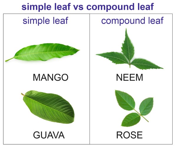 Difference between simple leaf and compound leaf