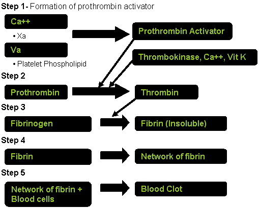 Process of clotting