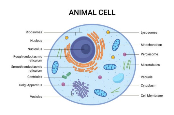 What is the function of cytoplasm? - Lifeeasy Biology: Questions and Answers